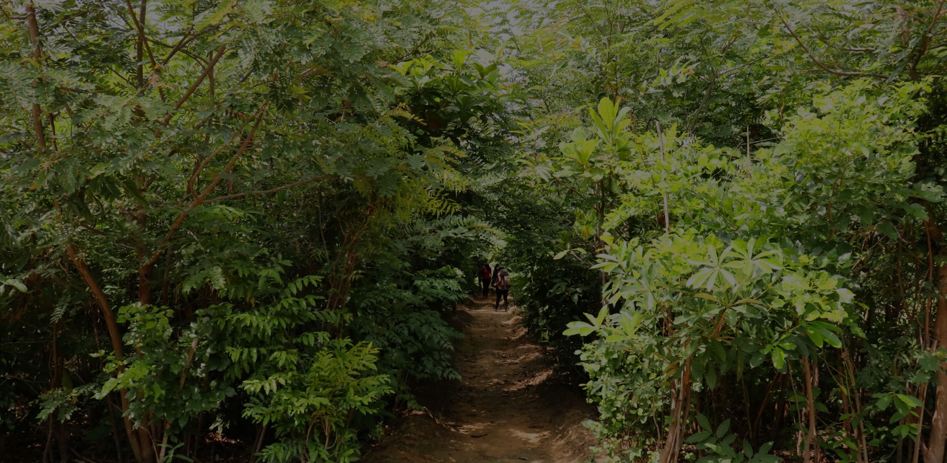 Urban Forestry